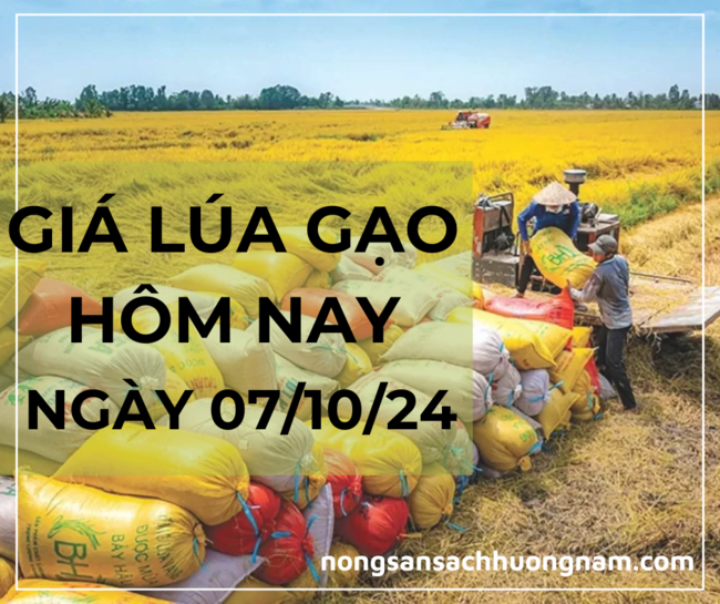 Giá lúa gạo hôm nay ngày 07/10/2024 