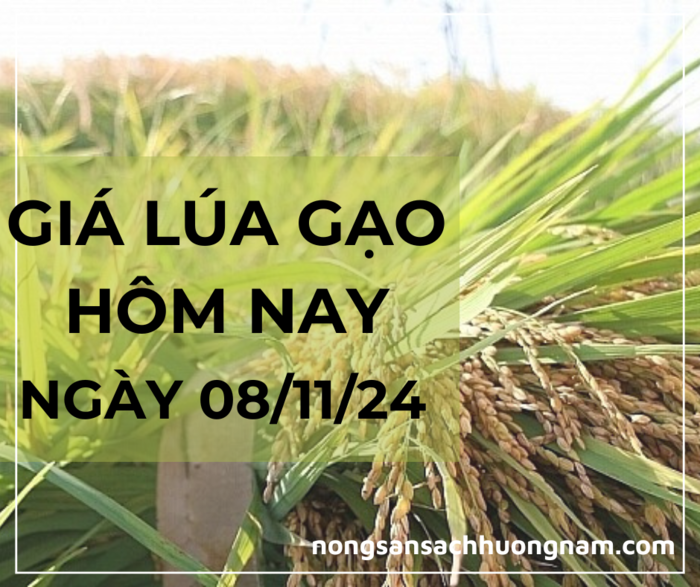 Giá lúa gạo hôm nay ngày 08/11/2024