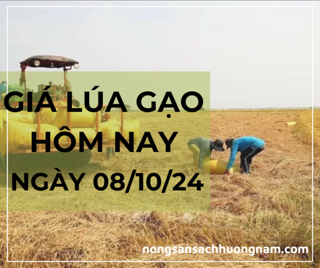 Giá lúa gạo hôm nay ngày 08/10/2024 