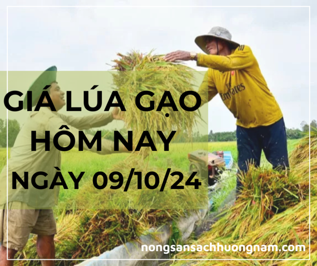 Giá lúa gạo hôm nay ngày 09/10/2024