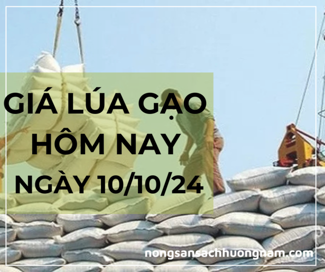 Giá lúa gạo hôm nay ngày 10/10/2024