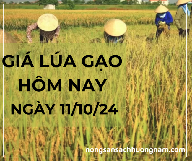 Giá lúa gạo hôm nay ngày 11/10/2024 
