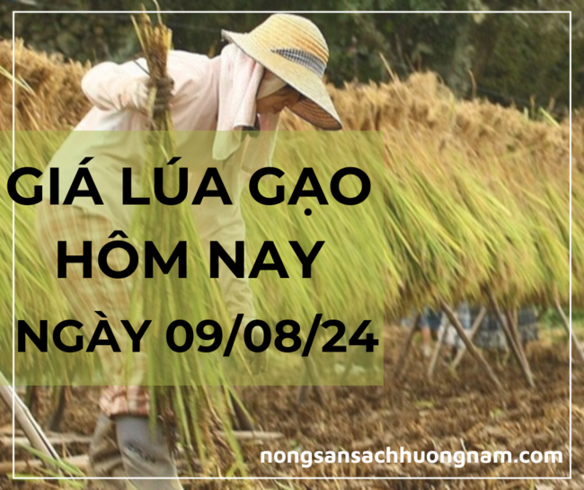 Giá lúa gạo hôm nay ngày 09/08/2024 