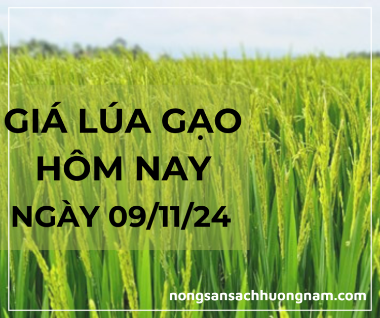 Giá lúa gạo hôm nay ngày 09/11/2024 
