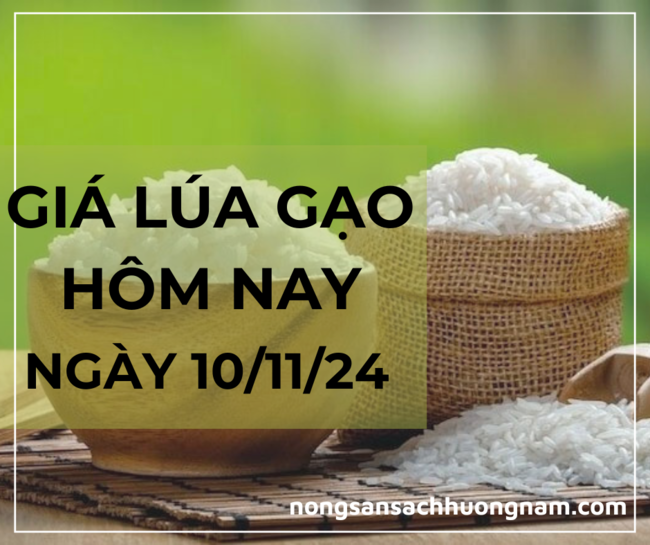 Giá lúa gạo hôm nay ngày 10/11/2024 