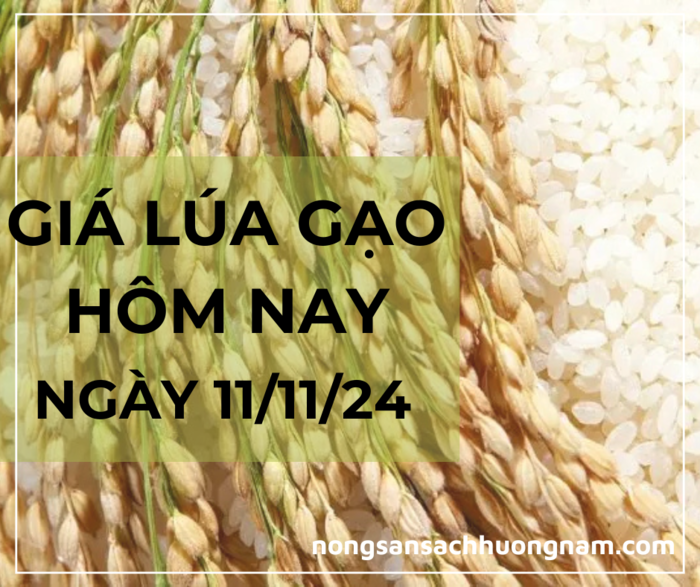 Giá lúa gạo hôm nay ngày 11/11/2024