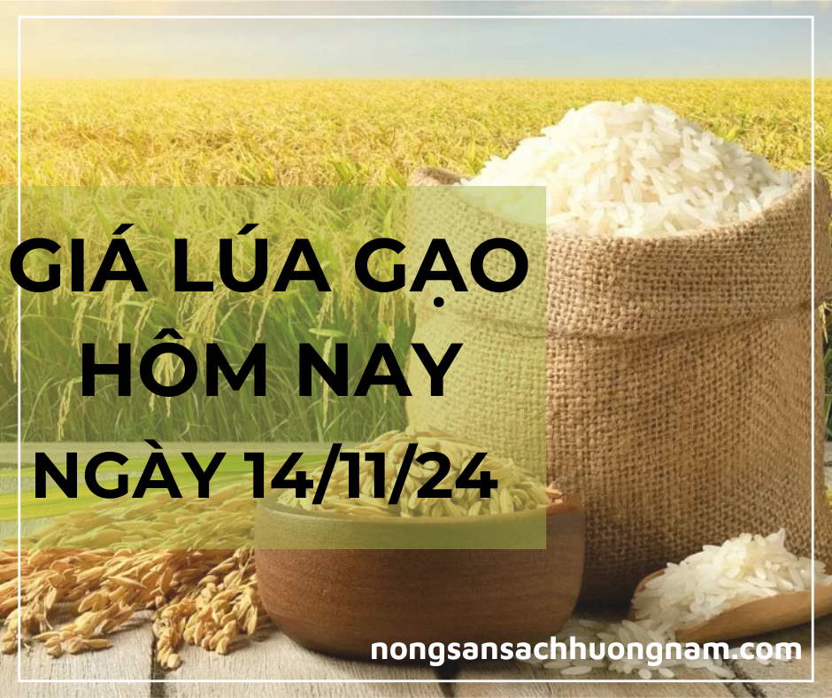 Giá lúa gạo hôm nay ngày 14/11/2024 