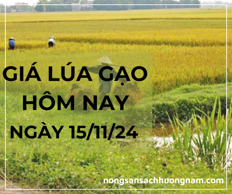 Giá lúa gạo hôm nay ngày 15/11/2024 