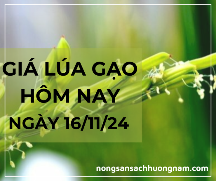 Giá lúagạo hôm nay ngày 16/11/2024 