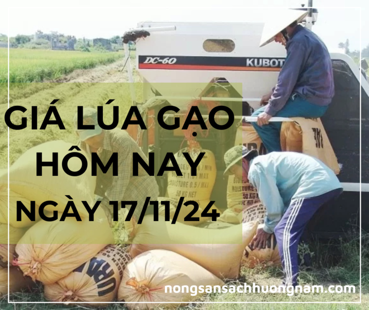 Giá lúa gạo hôm nay ngày 17/11/2024