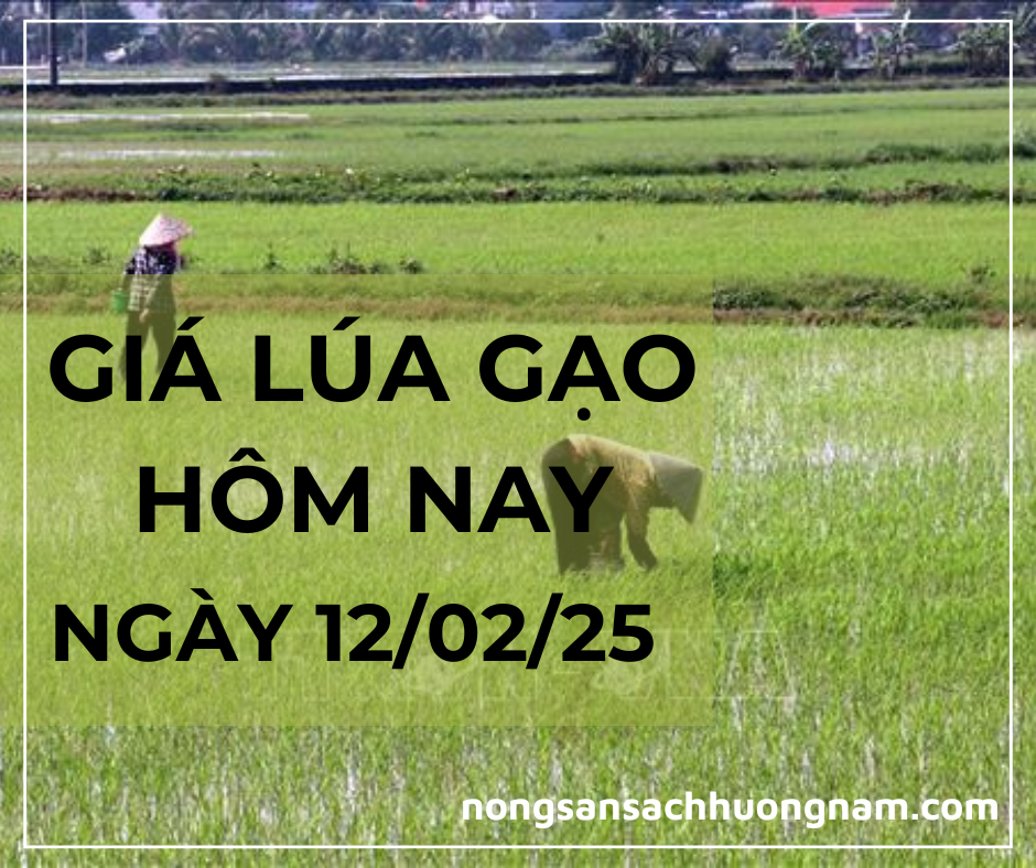 Giá lúa gạo hôm nay ngày 12/02/2025