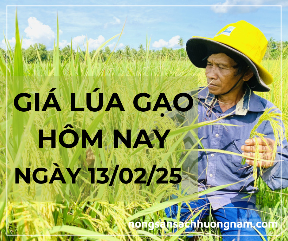 Giá lúa gạo hôm nay ngày 13/02/2025