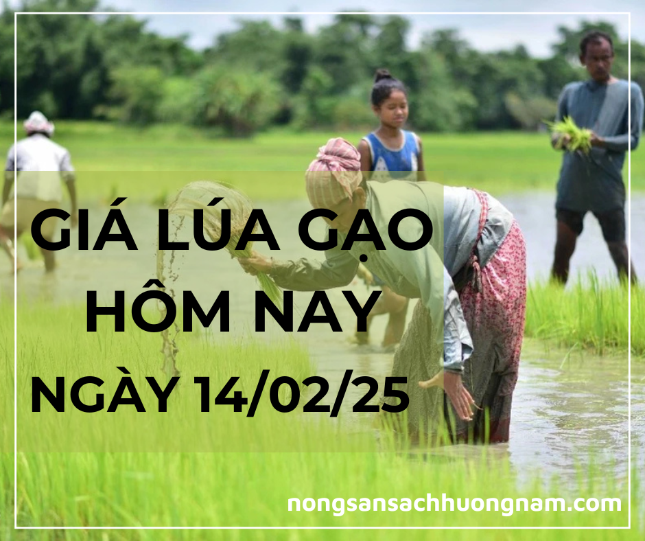 Giá lúa gạo hôm nay ngày 14/02/2025