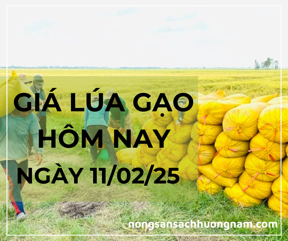 giá lúa gạo hôm nay ngày 11/02/2025