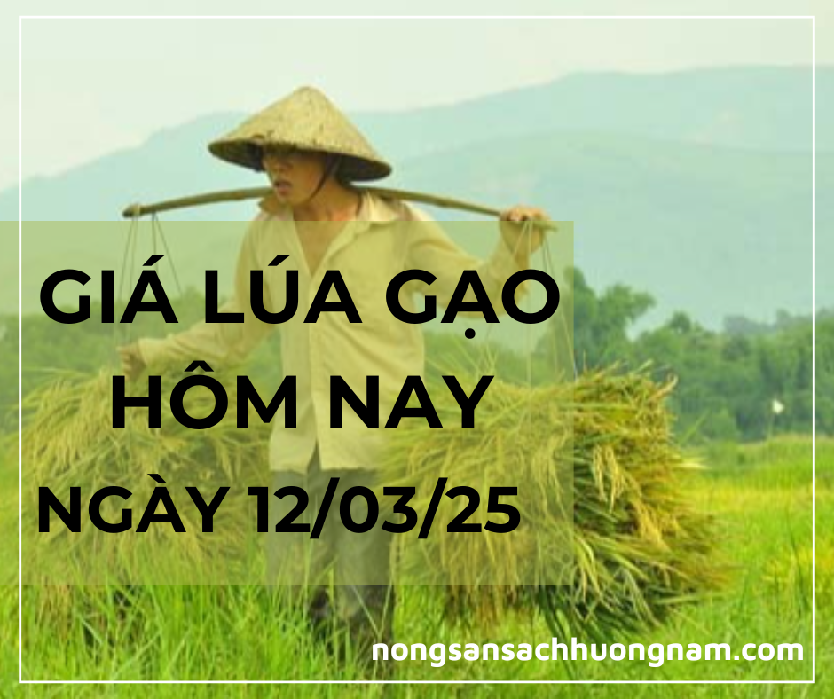 Giá lúa gạo hôm nay ngày 12/03/2025