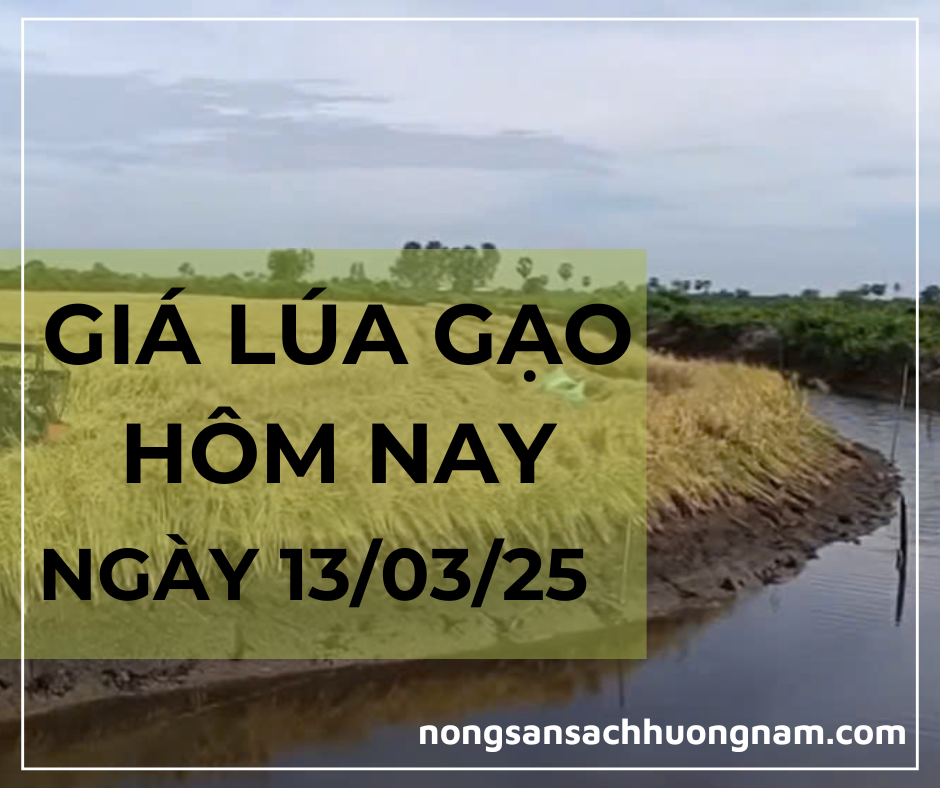 Giá lúa gạo hôm nay ngày 13/03/2025