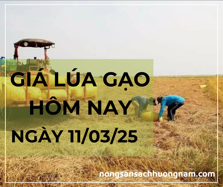 Giá lúa gạo hôm nay ngày 11/03/2025 