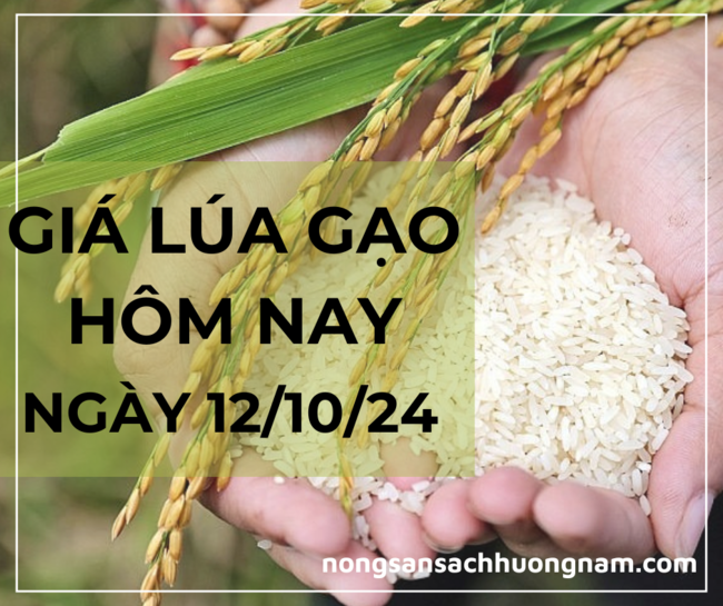 Giá lúa gạo hôm nay 12/10/2024 