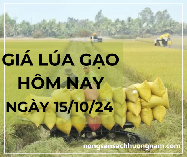 Giá lúa gạo hôm nay ngày 13/10/2024 