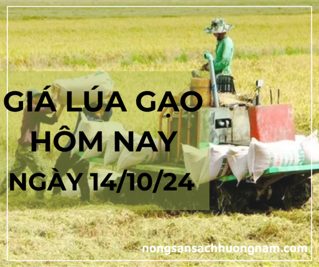 Giá lúa gạo hôm nay ngày 14/10/2024
