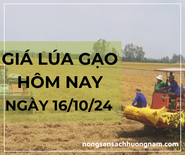Giá lúa gạo hôm nay ngày 16/10/2024