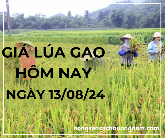 Giá lúa gạo hôm nay 13/08/2024