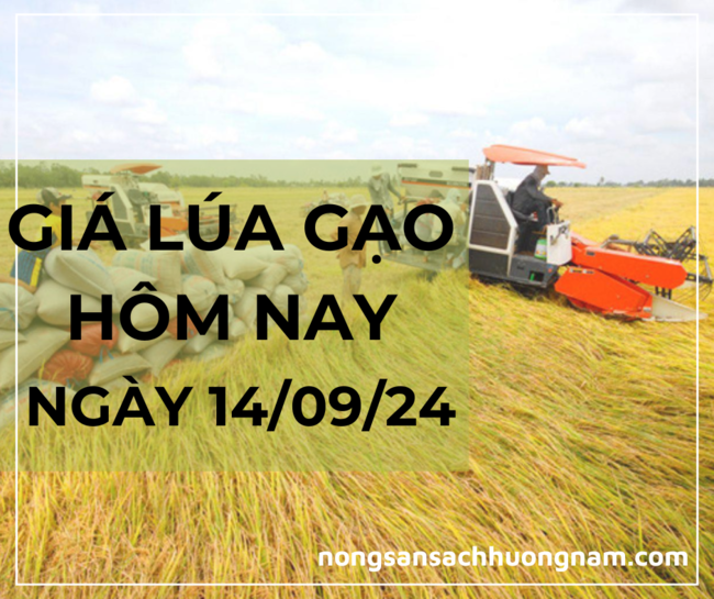 Giá lúa gạo hôm nay ngày 14/09/2024 