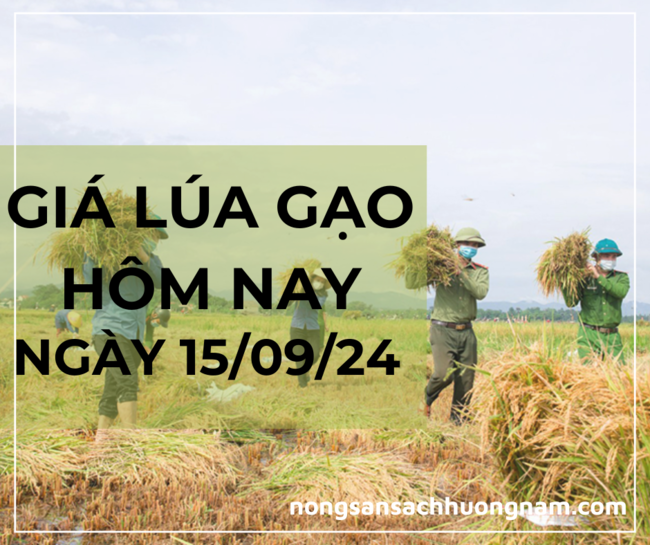 Giá lúa gạo hôm nay 15/09/2024 