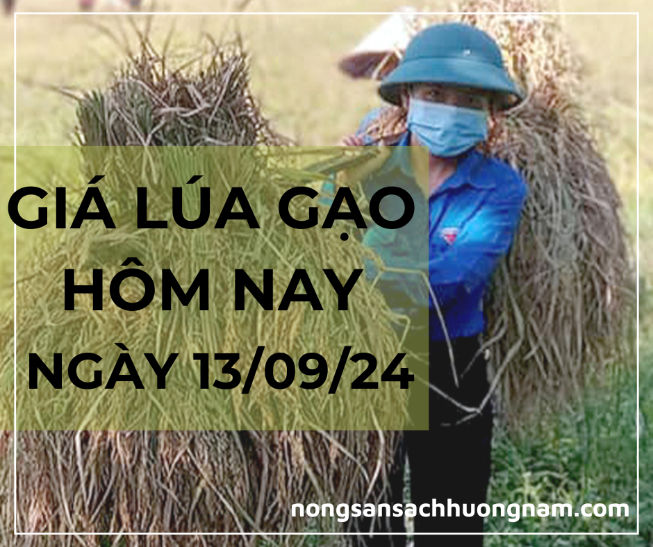 Giá lúa gạo hôm nay ngày 13/09/2024 