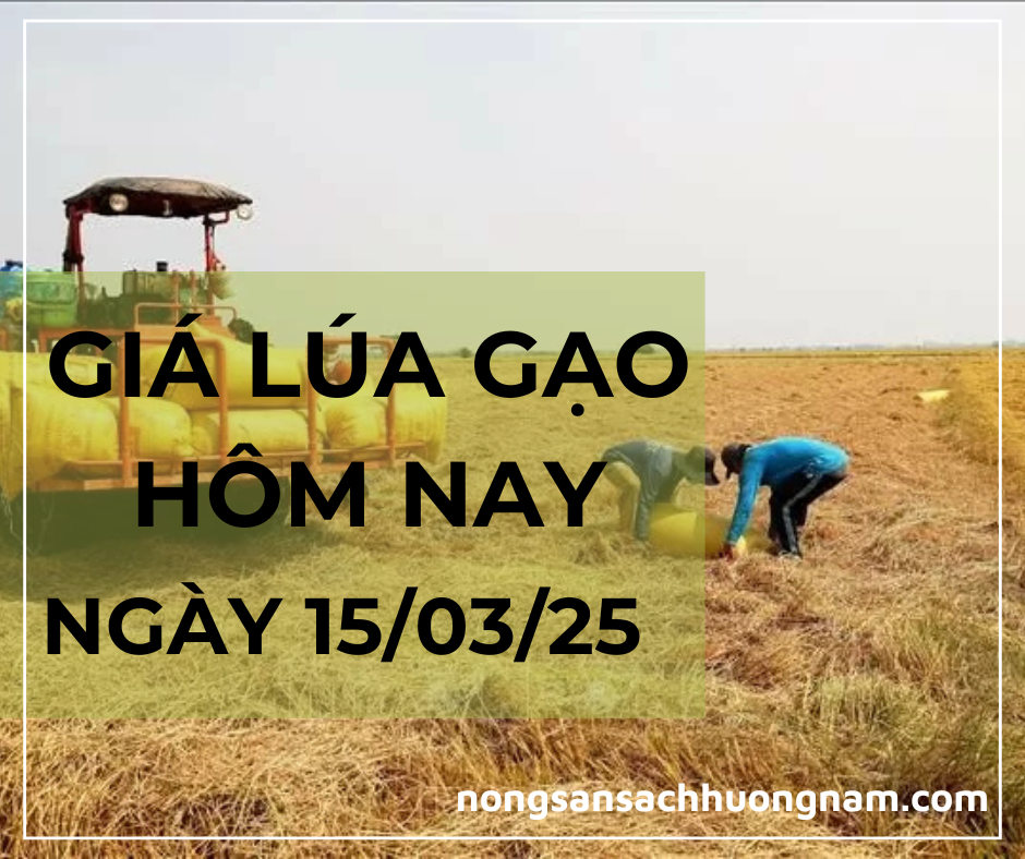 Giá lúa gạo hôm nay ngày 15/03/2025