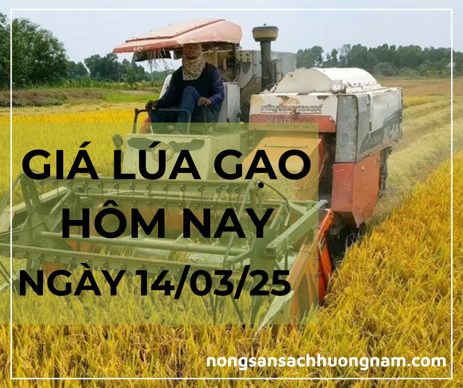 Giá lúa gạo hôm nay ngày 14/03/025