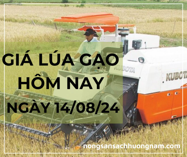 Giá lúa gạo hôm nay ngày 14/08/2024