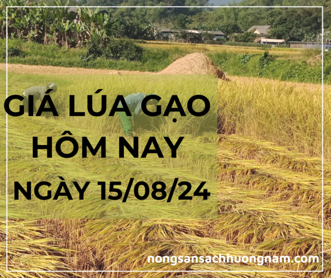 Giá lúa gạo hôm nay ngày 15/08/2024