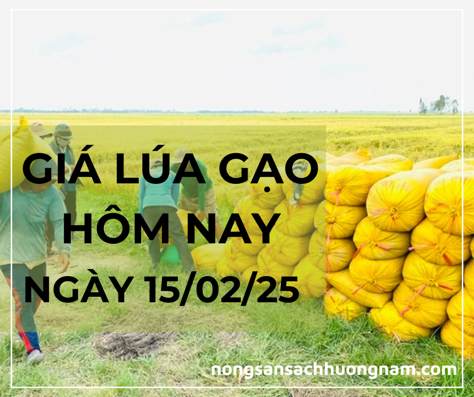 Giá lúa gạo hôm nay ngày 15/02/2025 