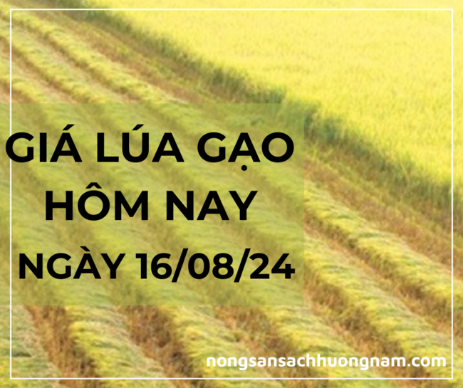 Giá lúa gạo hôm nay ngày 16/08/2024 