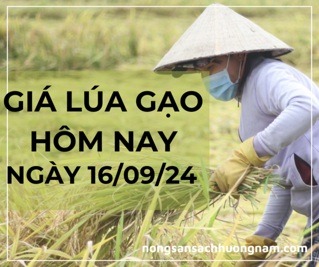 Giá lúa gạo ngày 16/09/2024