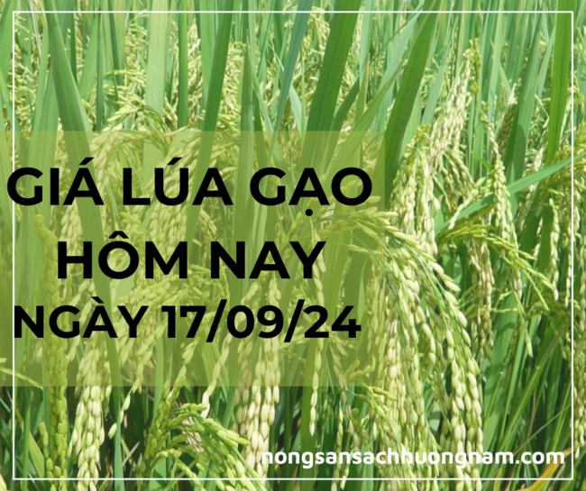Giá lúa gạo hôm nay 17/09/2024