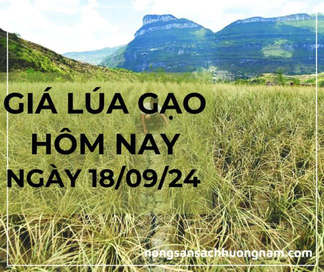 Giá lúa gạo hôm nay ngày 18/09/2024