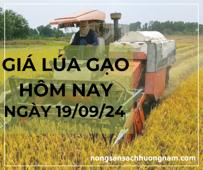 Giá lúa gạo hôm nay ngày 19/09/2024 