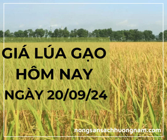 GIá lúa gạo hôm nay ngày 20/09/2024