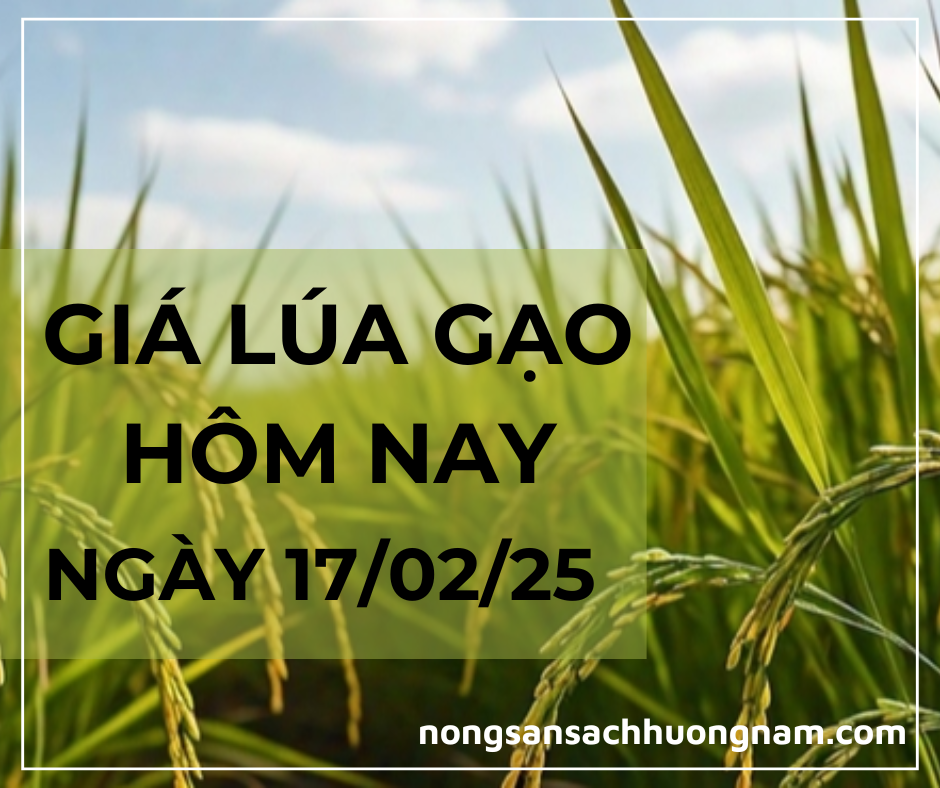 GIá lúa gạo hôm nay ngày 17/02/2025