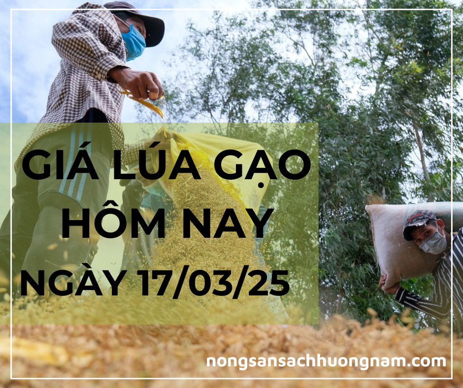 Giá lúa gạo hôm nay ngày 17/03/2025 