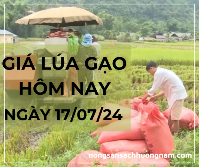 Giá lúa gạo hôm nay 17/07/2024 