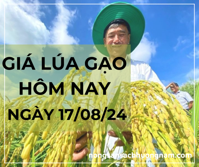 Giá lúa gạo hôm nay ngày 17/08/2024 