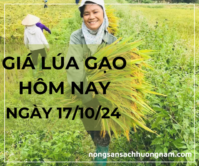 Giá lúa gạo hôm nay ngày 17/10/2024 