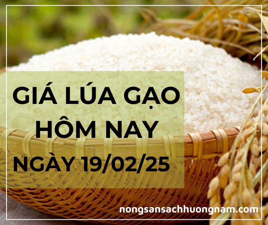 GIá lúa gạo hôm nay ngày 19/02/2025