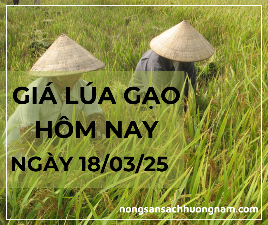 Giá lúa gạo hôm nay ngày 18/03/2025 
