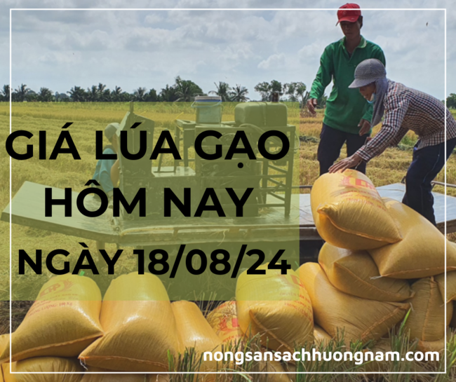Giá lúa gạo hôm nay ngày 18/08/2024 