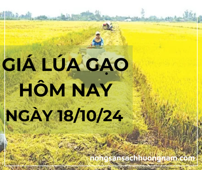 Giá lúa gạo hôm nay ngày 18/10/2024 