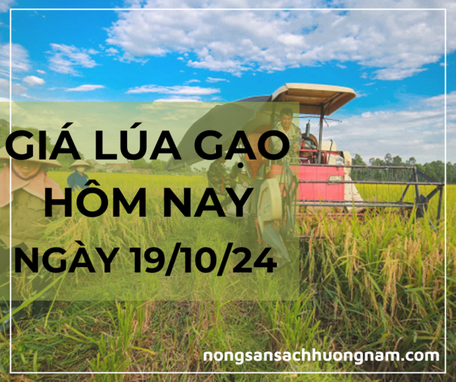 Giá lúa gạo hôm nay ngày 19/10/2024 